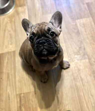 Щенки девочки Французский бульдог , ищут любящий дом . Две очаровательные девочки окрас -чёрная и... Рига