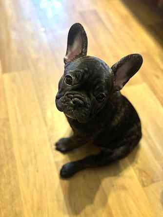 Щенки девочки Французский бульдог , ищут любящий дом . Две очаровательные девочки окрас -чёрная и... Рига