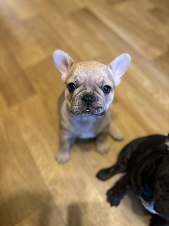 Щенки девочки Французский бульдог , ищут любящий дом . Две очаровательные девочки окрас -чёрная и... Рига - изображение 4