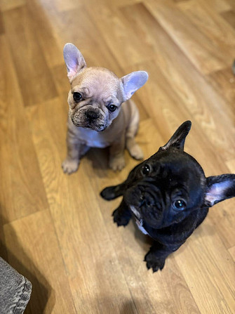 Щенки девочки Французский бульдог , ищут любящий дом . Две очаровательные девочки окрас -чёрная и... Рига - изображение 1