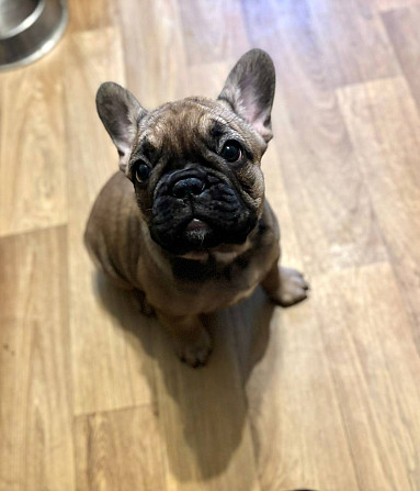 Щенки девочки Французский бульдог , ищут любящий дом . Две очаровательные девочки окрас -чёрная и... Рига - изображение 5