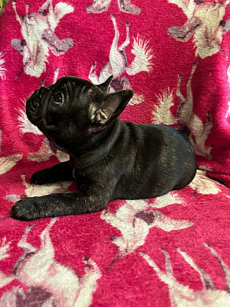 Щенки девочки Французский бульдог , ищут любящий дом . Две очаровательные девочки окрас -чёрная и... Рига - изображение 3