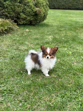 Предлагаются мальчики папийоны от Чемпионов Родителям сделаны генетические тесты: PAP PRA-N/N, ... Jelgava