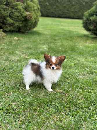 Предлагаются мальчики папийоны от Чемпионов Родителям сделаны генетические тесты: PAP PRA-N/N, ... Jelgava