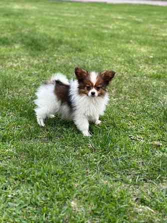 Предлагаются мальчики папийоны от Чемпионов Родителям сделаны генетические тесты: PAP PRA-N/N, ... Jelgava