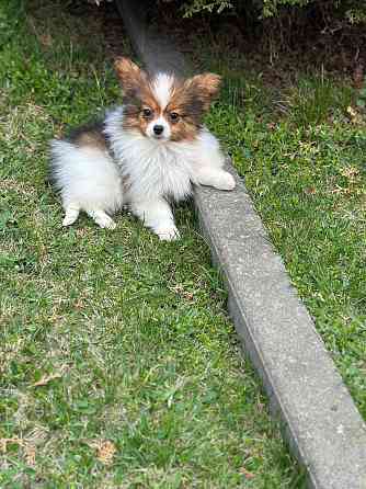 Предлагаются мальчики папийоны от Чемпионов Родителям сделаны генетические тесты: PAP PRA-N/N, ... Jelgava