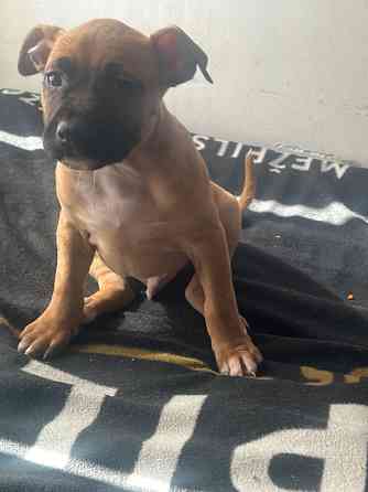 Piedāvājam rezervēt. Amerikāņu stafordšīras terjera kucēnus. Pieejami puikas dzimuši Latvijā. Abi... Ogre