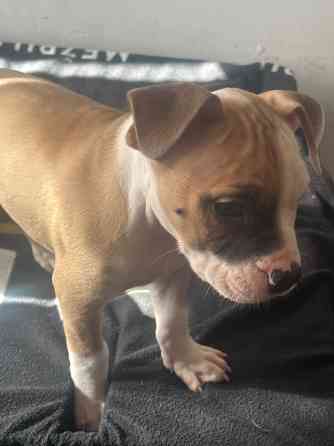 Piedāvājam rezervēt. Amerikāņu stafordšīras terjera kucēnus. Pieejami puikas dzimuši Latvijā. Abi... Ogre