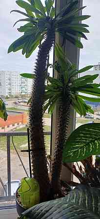 Dažādu veidu istabas augi.Pašizvešana Rīga Imanta, Anniņmuižas bulvāris 28 Разные виды комнатных... Рига