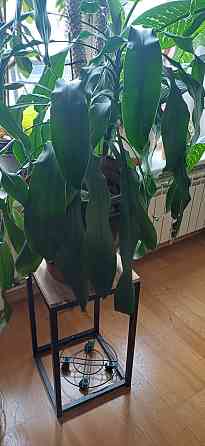 Dažādu veidu istabas augi.Pašizvešana Rīga Imanta, Anniņmuižas bulvāris 28 Разные виды комнатных... Рига