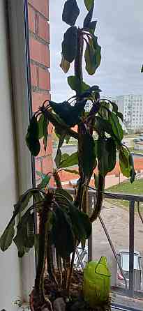 Dažādu veidu istabas augi.Pašizvešana Rīga Imanta, Anniņmuižas bulvāris 28 Разные виды комнатных... Рига