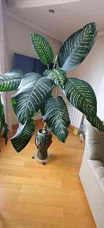 Dažādu veidu istabas augi.Pašizvešana Rīga Imanta, Anniņmuižas bulvāris 28 Разные виды комнатных... Рига