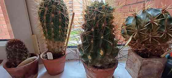 Dažādu veidu istabas augi.Pašizvešana Rīga Imanta, Anniņmuižas bulvāris 28 Разные виды комнатных... Рига