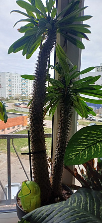 Dažādu veidu istabas augi.Pašizvešana Rīga Imanta, Anniņmuižas bulvāris 28 Разные виды комнатных... Рига - изображение 4