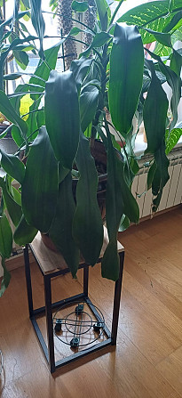 Dažādu veidu istabas augi.Pašizvešana Rīga Imanta, Anniņmuižas bulvāris 28 Разные виды комнатных... Рига - изображение 3