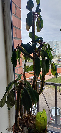 Dažādu veidu istabas augi.Pašizvešana Rīga Imanta, Anniņmuižas bulvāris 28 Разные виды комнатных... Рига - изображение 6