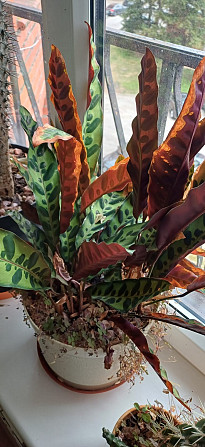 Dažādu veidu istabas augi.Pašizvešana Rīga Imanta, Anniņmuižas bulvāris 28 Разные виды комнатных... Рига - изображение 5