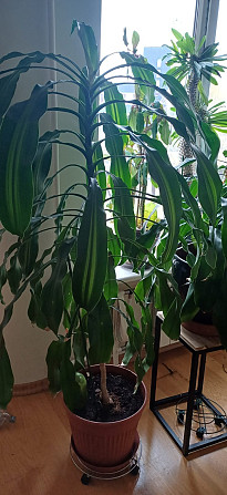 Dažādu veidu istabas augi.Pašizvešana Rīga Imanta, Anniņmuižas bulvāris 28 Разные виды комнатных... Рига - изображение 7