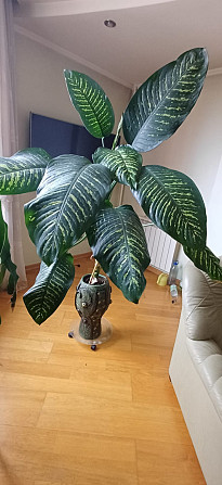 Dažādu veidu istabas augi.Pašizvešana Rīga Imanta, Anniņmuižas bulvāris 28 Разные виды комнатных... Рига - изображение 2