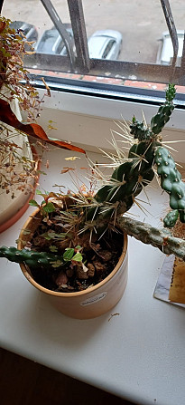 Dažādu veidu istabas augi.Pašizvešana Rīga Imanta, Anniņmuižas bulvāris 28 Разные виды комнатных... Рига - изображение 8