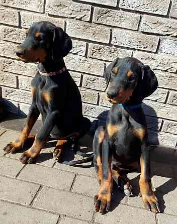 Dobermaņa kucēni ar ciltsrakstiem. Meklējam mīlošas un atbildīgas mājas. Dobermaņa kucēni, ... Valka