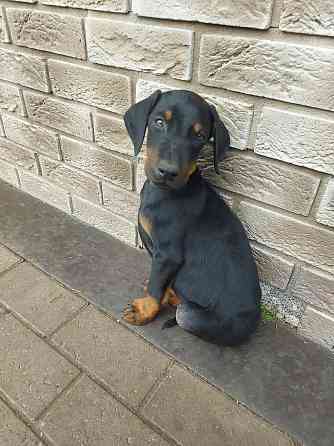 Dobermaņa kucēni ar ciltsrakstiem. Meklējam mīlošas un atbildīgas mājas. Dobermaņa kucēni, ... Valka