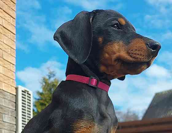 Dobermaņa kucēni ar ciltsrakstiem. Meklējam mīlošas un atbildīgas mājas. Dobermaņa kucēni, ... Valka