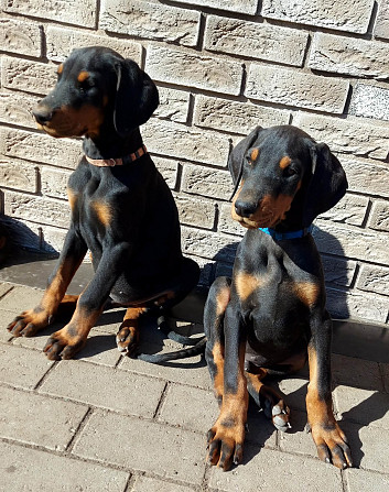 Dobermaņa kucēni ar ciltsrakstiem. Meklējam mīlošas un atbildīgas mājas. Dobermaņa kucēni, ... Valka - foto 1