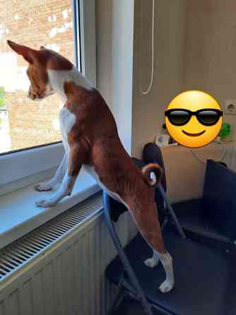 Pieejami basenži šķirnes kucēni 
