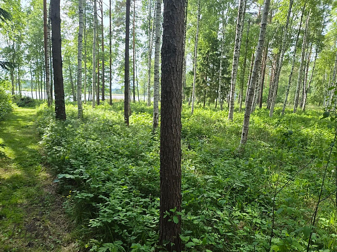 Pārdod skaistu, ainavisku zemes vienību Talsu novadā, Ārlavas pagastā ar skanīgu nosaukumu "Cerību l Талси и район - изображение 2