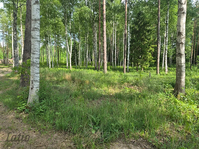 Pārdod skaistu, ainavisku zemes vienību Talsu novadā, Ārlavas pagastā ar skanīgu nosaukumu "Cerību l Талси и район - изображение 3
