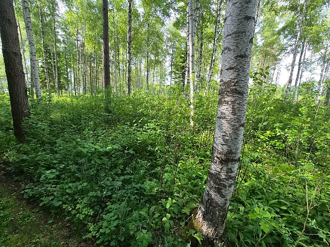 Pārdod skaistu, ainavisku zemes vienību Talsu novadā, Ārlavas pagastā ar skanīgu nosaukumu "Cerību l Талси и район - изображение 5