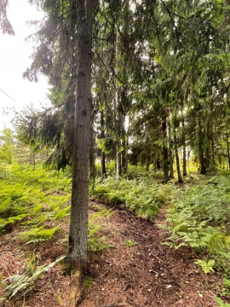 Tiek pārdoti 2 zemesgabali meža ielokā.   Nr 195, 678 m2 - 9300 EUR Nr 196, 721 m2 - 9800 EUR Olaine - foto 2