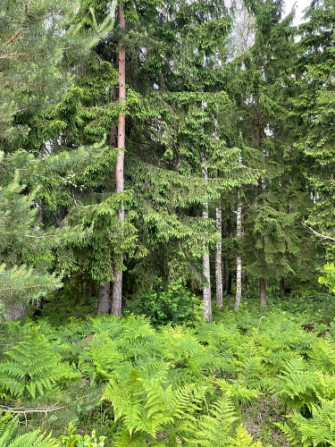Tiek pārdoti 2 zemesgabali meža ielokā.   Nr 195, 678 m2 - 9300 EUR Nr 196, 721 m2 - 9800 EUR Olaine - foto 3