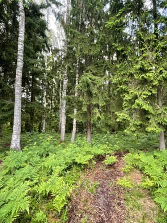 Tiek pārdoti 2 zemesgabali meža ielokā.   Nr 195, 678 m2 - 9300 EUR Nr 196, 721 m2 - 9800 EUR Olaine - foto 4