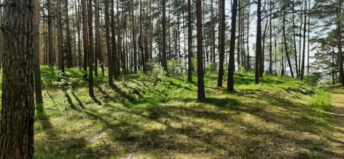 Piedāvājumā zemes gabals skaistā, klusā, priežu meža ieskautā vietā Lielupes krasta Jūrmala - foto 8