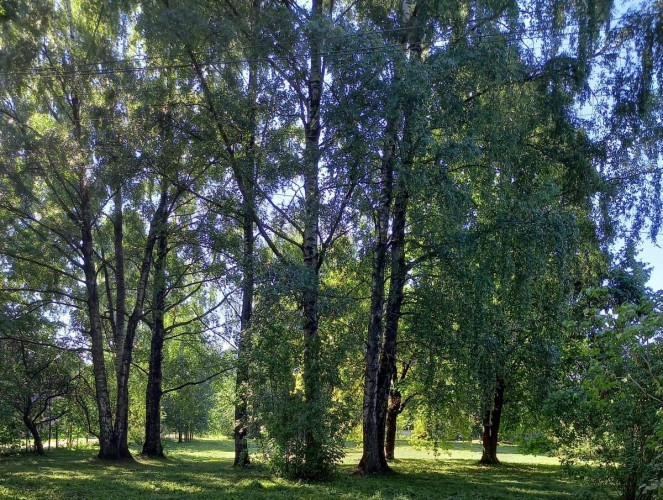 Land Plot in a green and quiet area of Šampēteris  at the Corner of Astras and Plēsuma Streets. The  Рига - изображение 7
