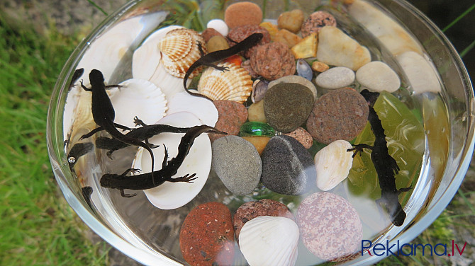 Тритон обыкновенный Rīga - foto 2