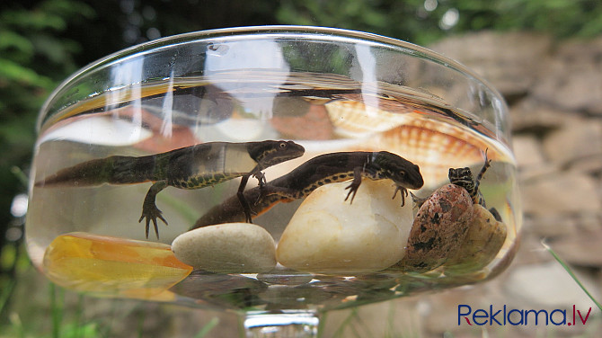 Тритон обыкновенный Rīga - foto 3