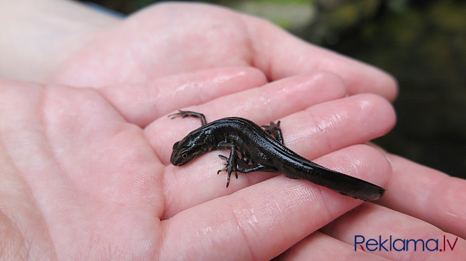 Тритон обыкновенный Rīga - foto 4
