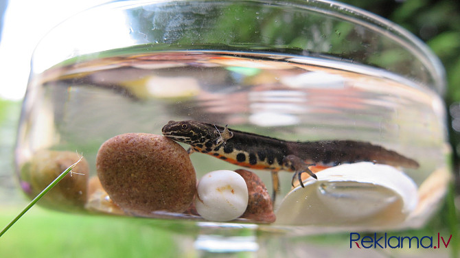 Тритон обыкновенный Rīga - foto 1