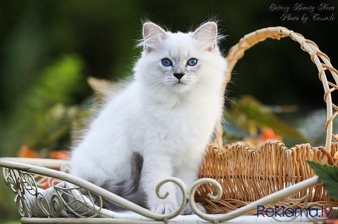 Ņevas maskarādes kaķēni Rīga - foto 3