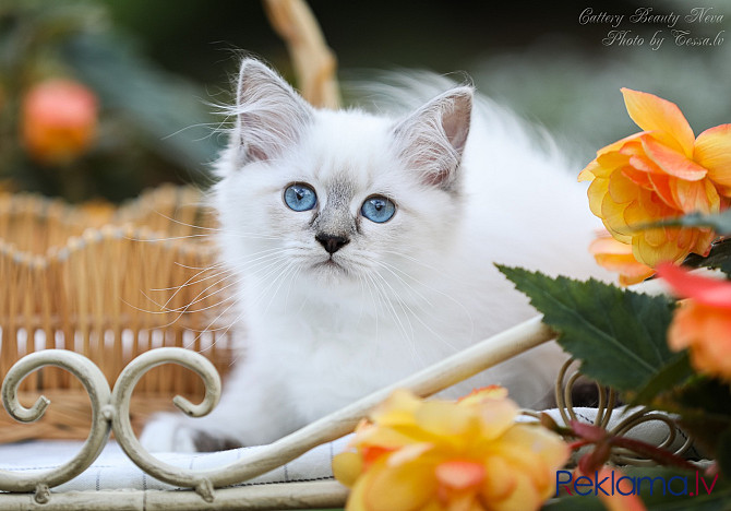 Ņevas maskarādes kaķēni Rīga - foto 4