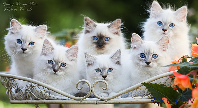 Ņevas maskarādes kaķēni Rīga - foto 1