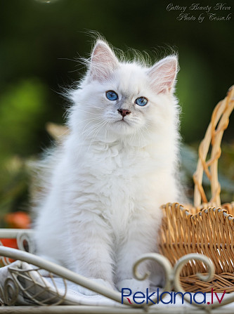 Ņevas maskarādes kaķēni Rīga - foto 2