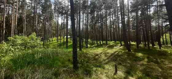 Предлагается земельный участок в красивом, тихом месте, окруженном сосновым Jūrmala