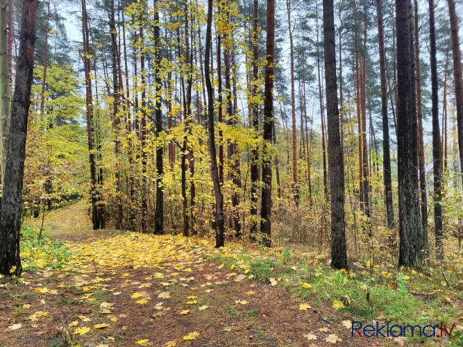 Gruntsgabals ar mežu privātmājas būvniecībai Berģos.   Zemes gabals ir ar reljefu un apaudzis Rīga - foto 5