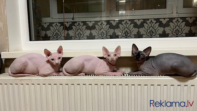 Izstāžu Klases Kanādas Sfinksa Kaķēni Rīga - foto 7