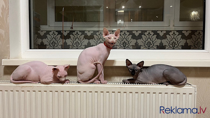 Izstāžu Klases Kanādas Sfinksa Kaķēni Rīga - foto 8