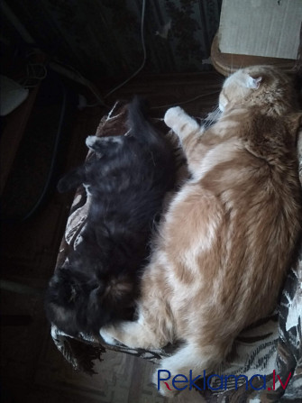 Котята Rīga - foto 4